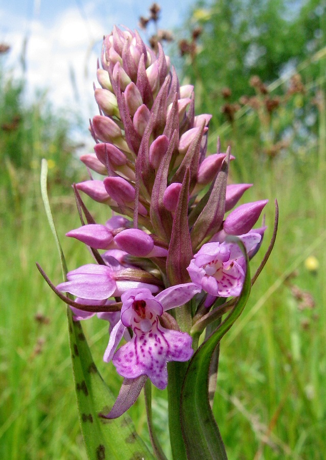 Image of Dactylorhiza baltica specimen.