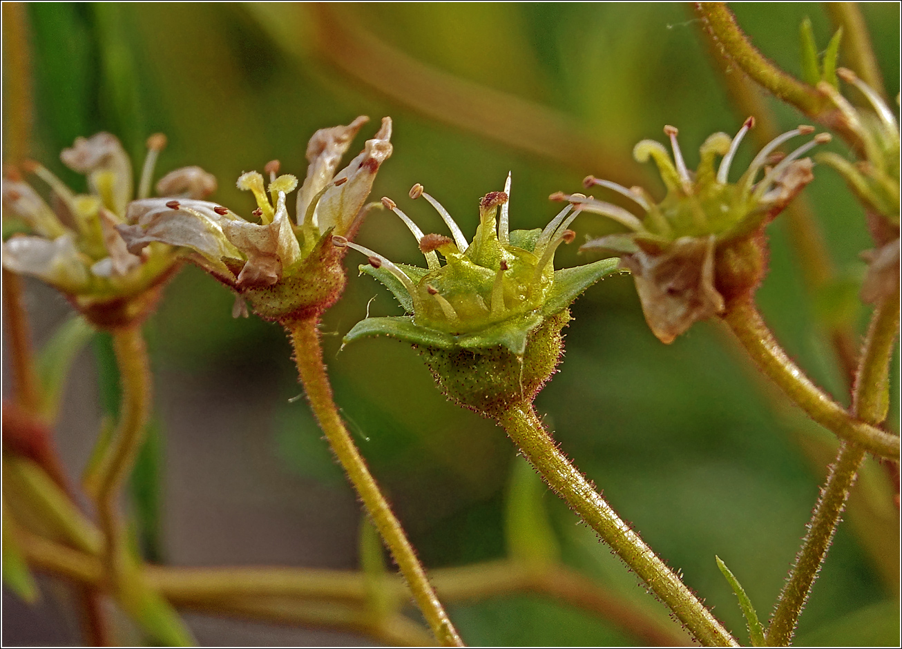 Изображение особи Saxifraga &times; arendsii.