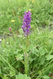 Dactylorhiza urvilleana
