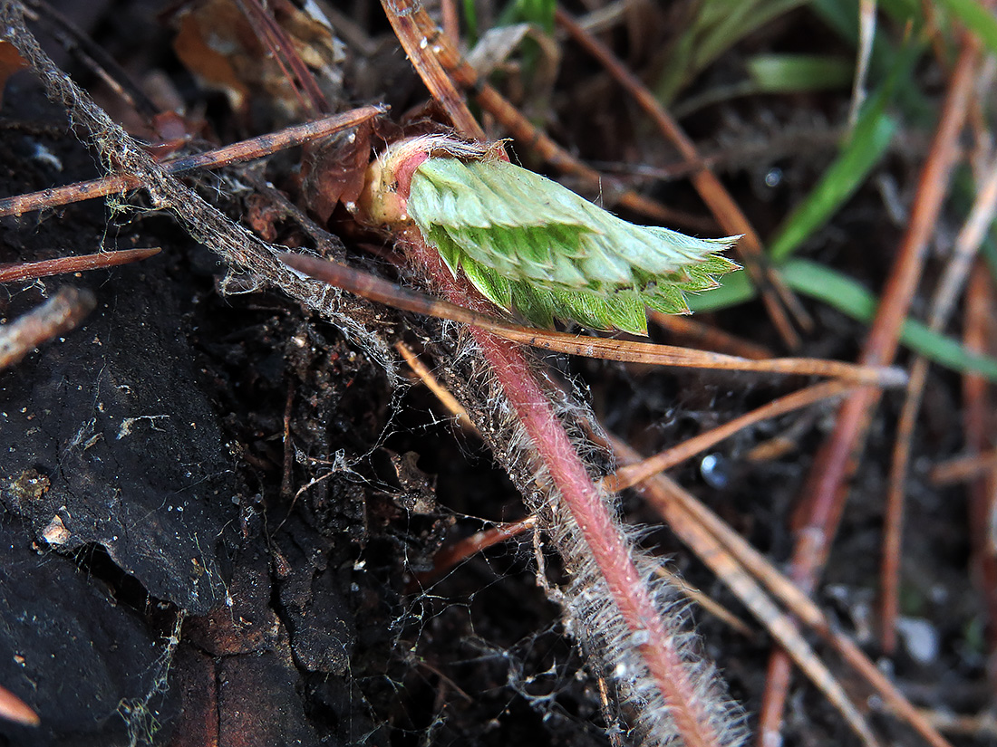 Image of Fragaria viridis specimen.