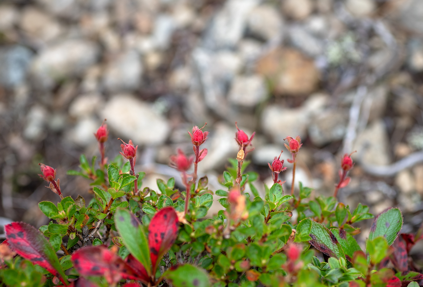 Image of Rhododendron redowskianum specimen.