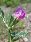 Vicia cordata