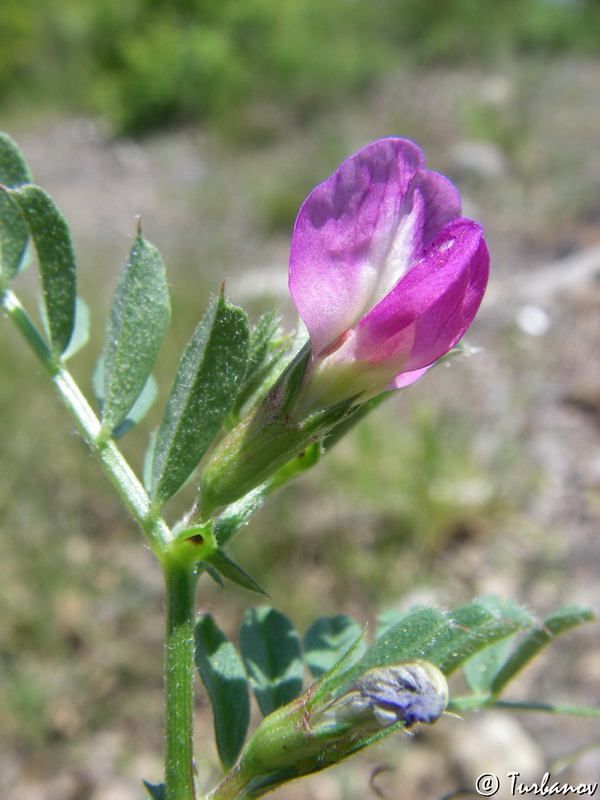 Изображение особи Vicia cordata.