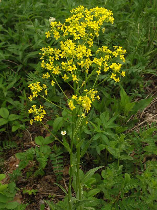 Image of Bunias orientalis specimen.