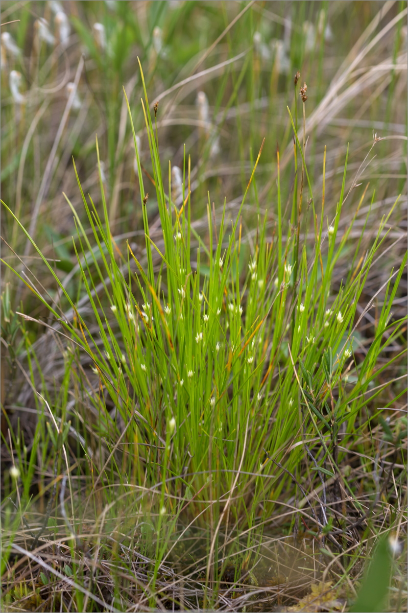 Изображение особи Rhynchospora alba.