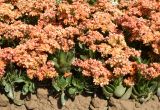 Kalanchoe blossfeldiana