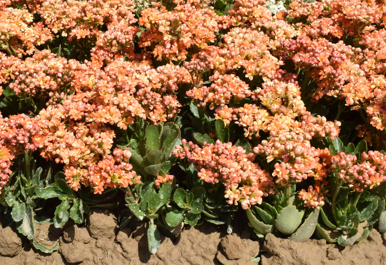 Image of Kalanchoe blossfeldiana specimen.