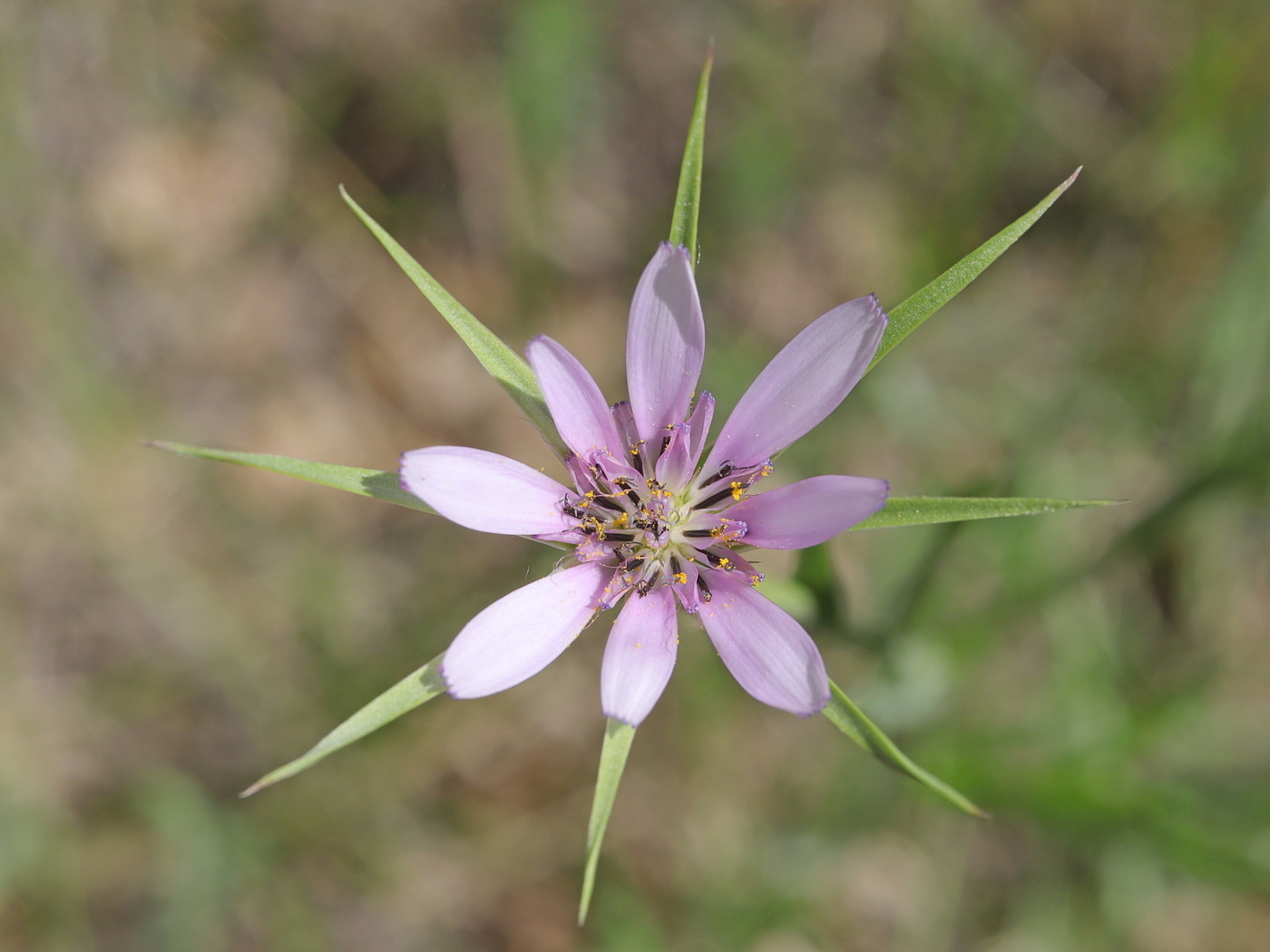 Изображение особи Geropogon hybridus.