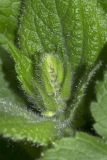 View full-size image Salvia glutinosa
