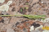 unknown species. Верхушка плодоносящего растения. Турция, ил Карс, окр. г. Дигор, участок ущелья р. Дигор в 1 км ниже монастыря Хтзконк, левый борт ущелья, каменистый участок. 19 мая 2025 г.