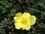 Rosa kokanica