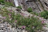 Chamaenerion colchicum. Цветущие растения на осыпи у первого Суфруджинского водопада. Республика Карачаево-Черкесия, Домбай, верховья долины р. Аманауз, 2200 м н.у.м. 20.07.2012.