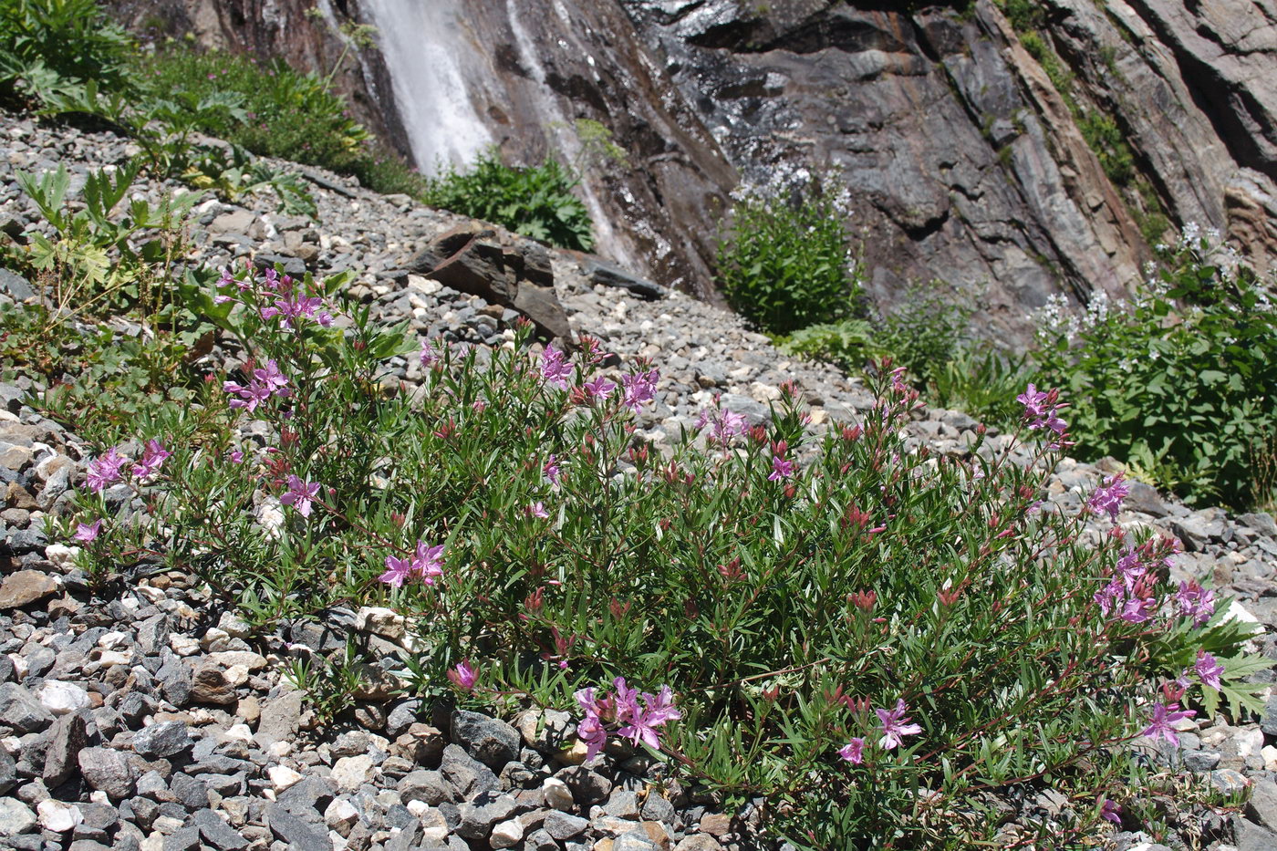 Image of Chamaenerion colchicum specimen.