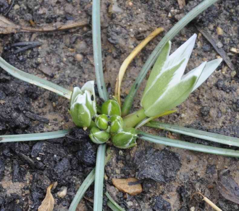 Изображение особи Ornithogalum sibthorpii.