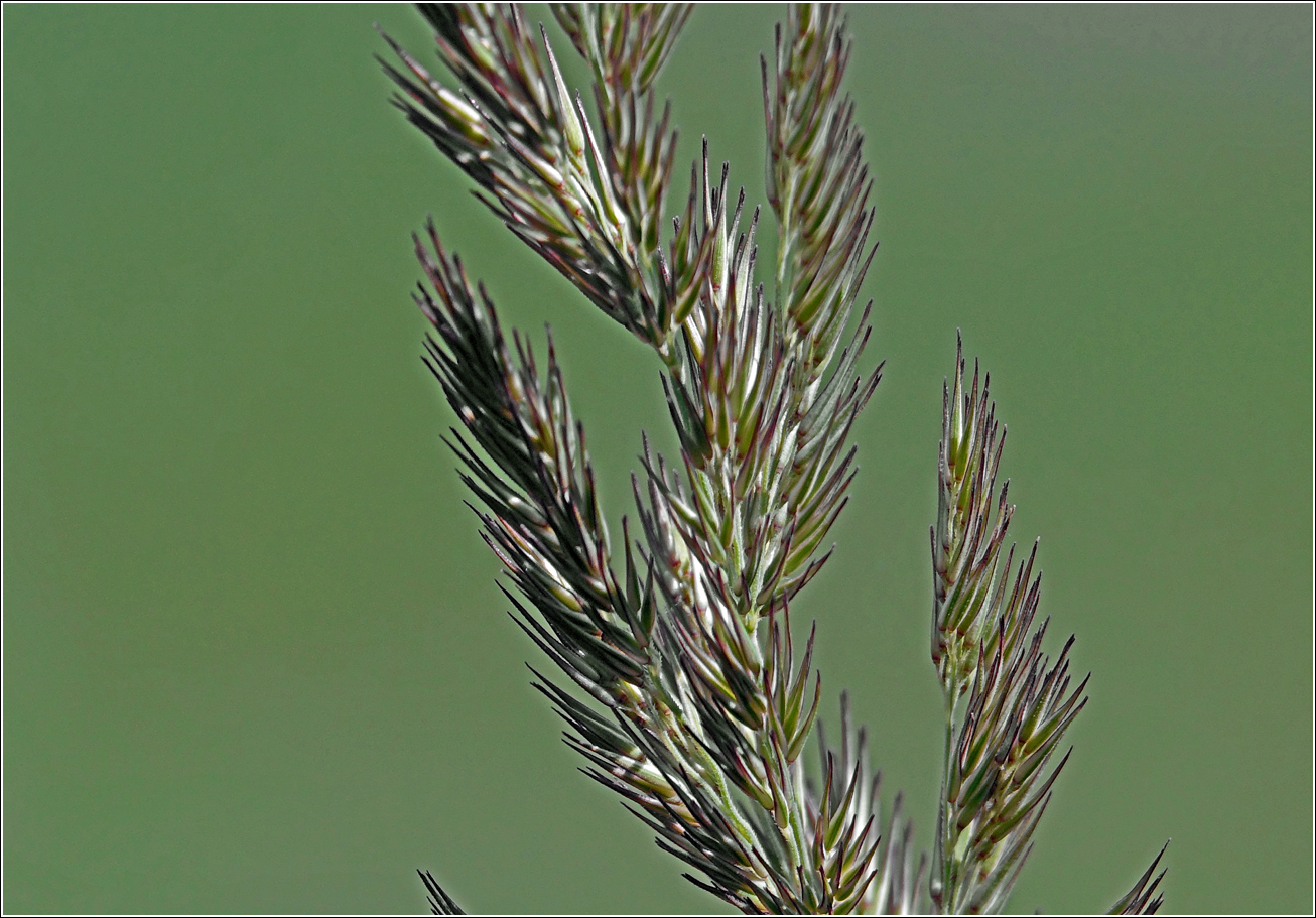Image of Calamagrostis epigeios specimen.