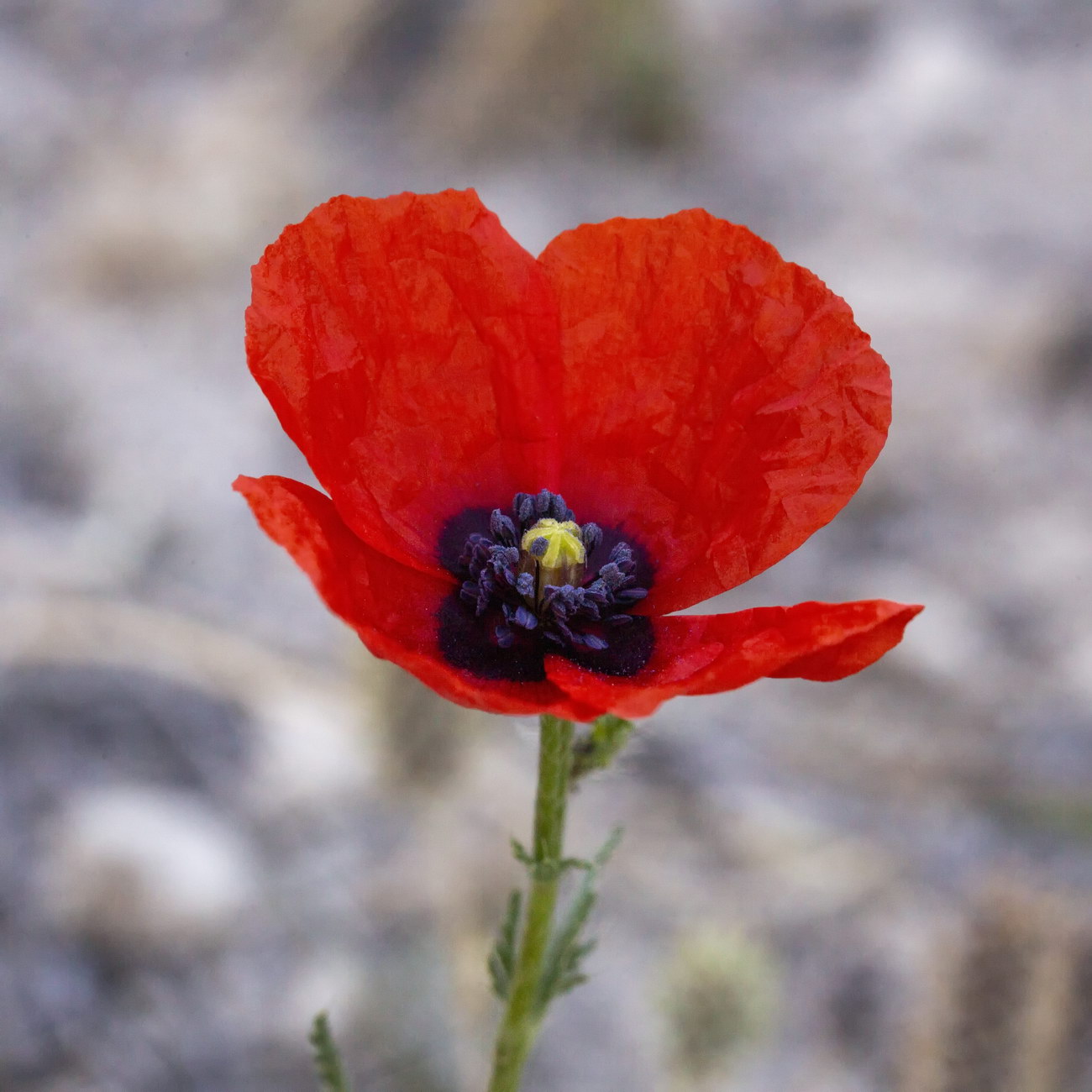 Изображение особи Papaver pavoninum.