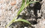 род Myosotis