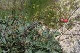 Crambe orientalis. Верхушка побега с развивающимся соцветием. Турция, ил Ван, 4 км на ЮВ от дер. Айдынлар, обочина дороги. 21 мая 2025 г.