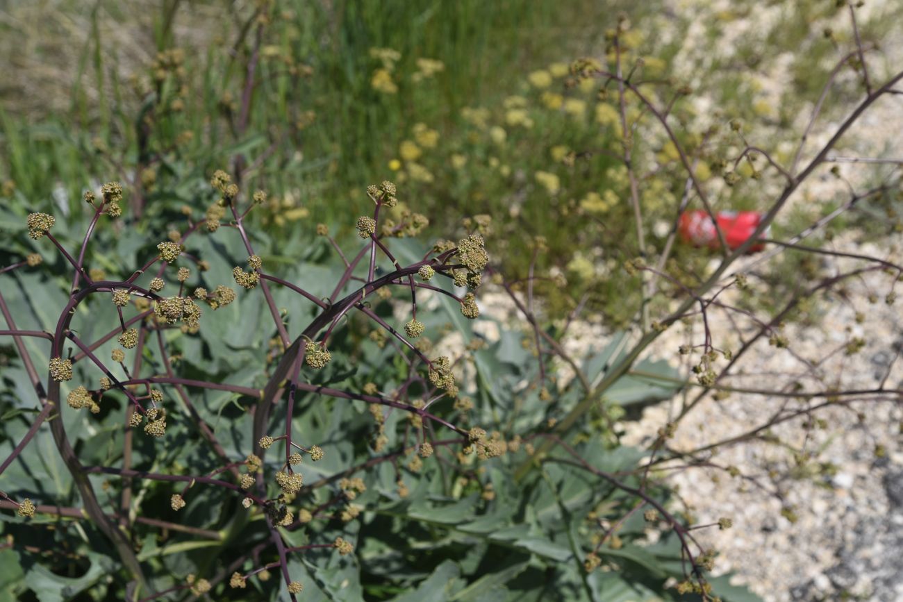 Image of Crambe orientalis specimen.