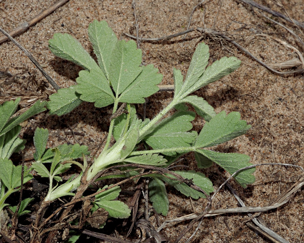 Image of Potentilla incana specimen.