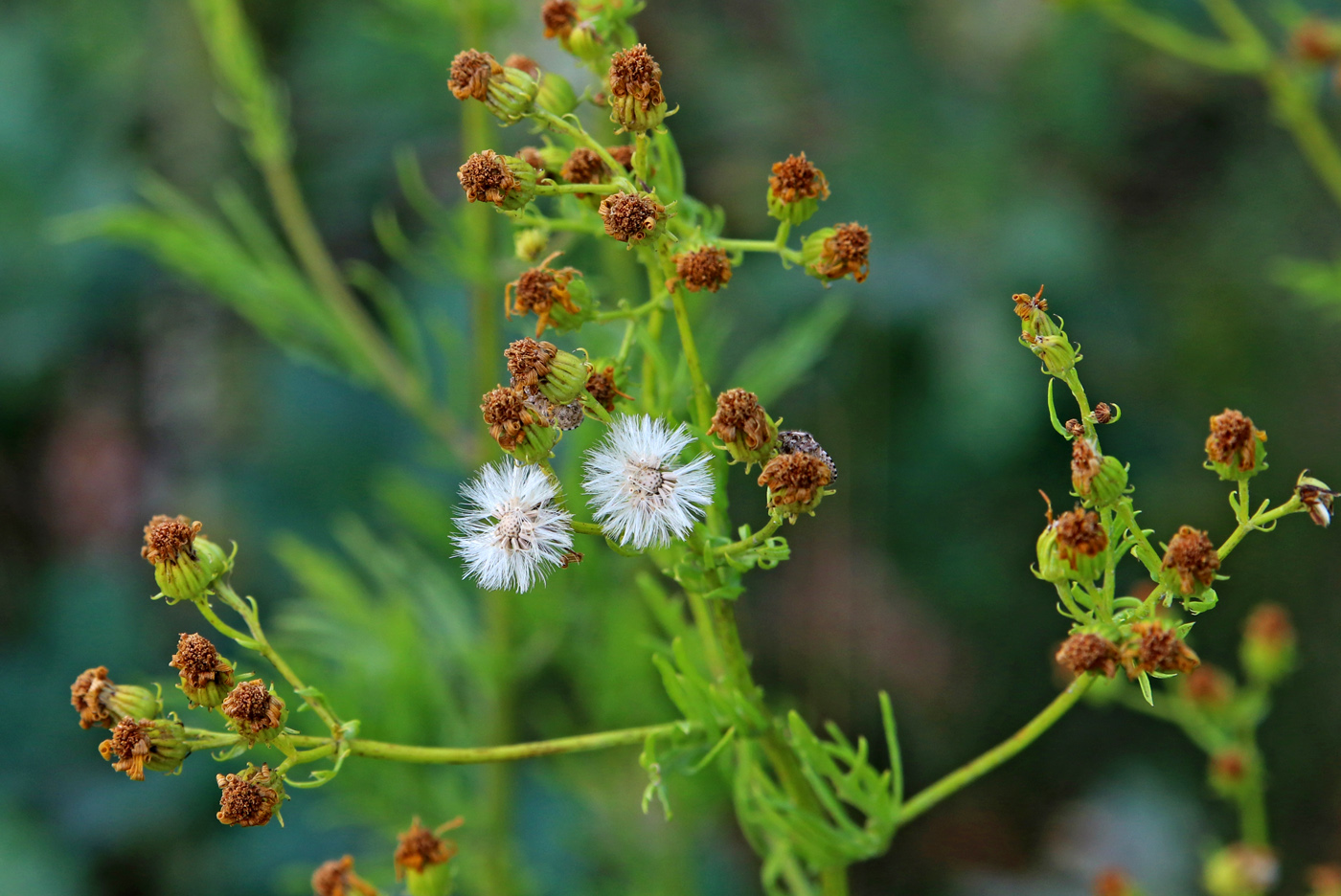 Image of Senecio erucifolius specimen.