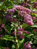 род Eupatorium. Верхушка побега с соцветием. Пермь, Ленинский р-н, городская эспланада. 1 сентября 2024 г.
