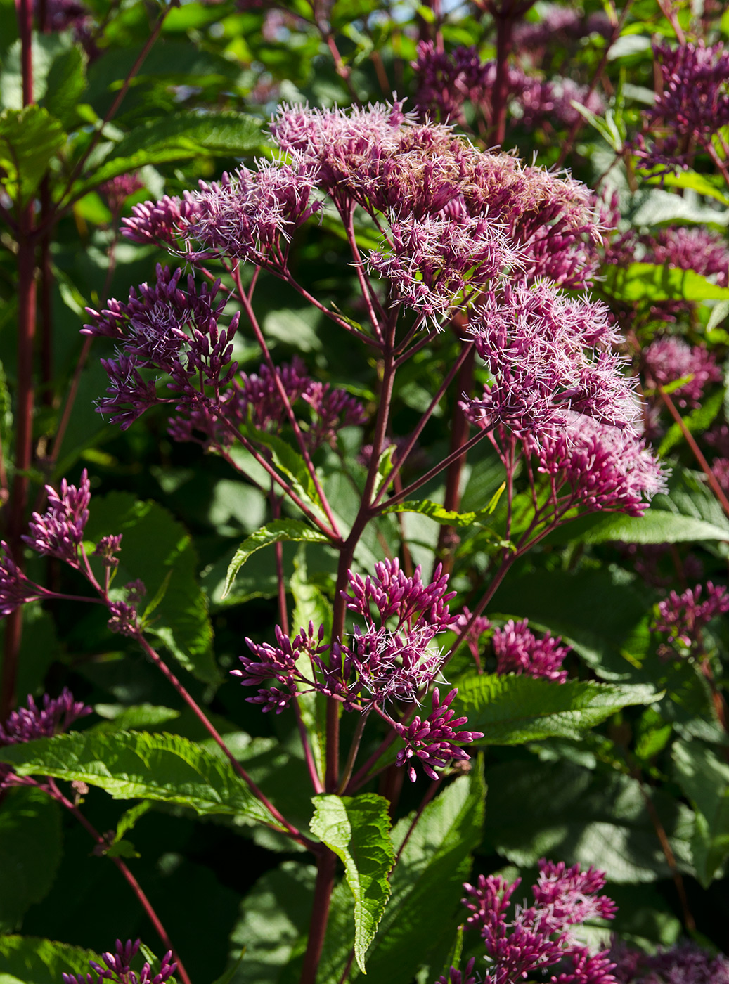 Изображение особи род Eupatorium.