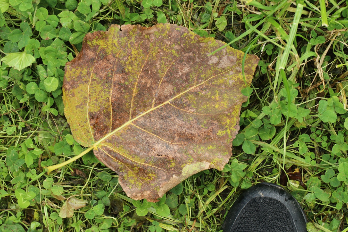 Изображение особи род Populus.