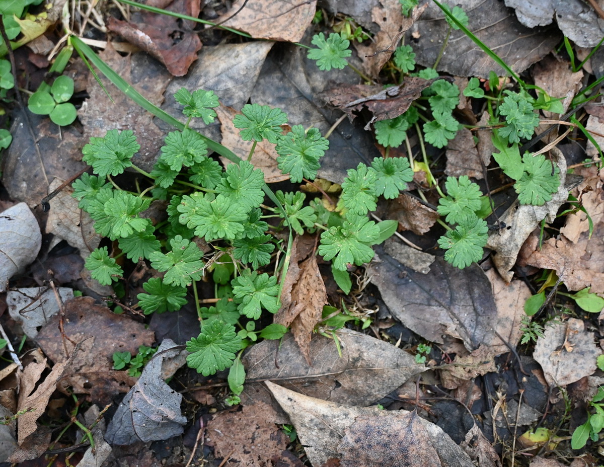 Image of genus Geranium specimen.