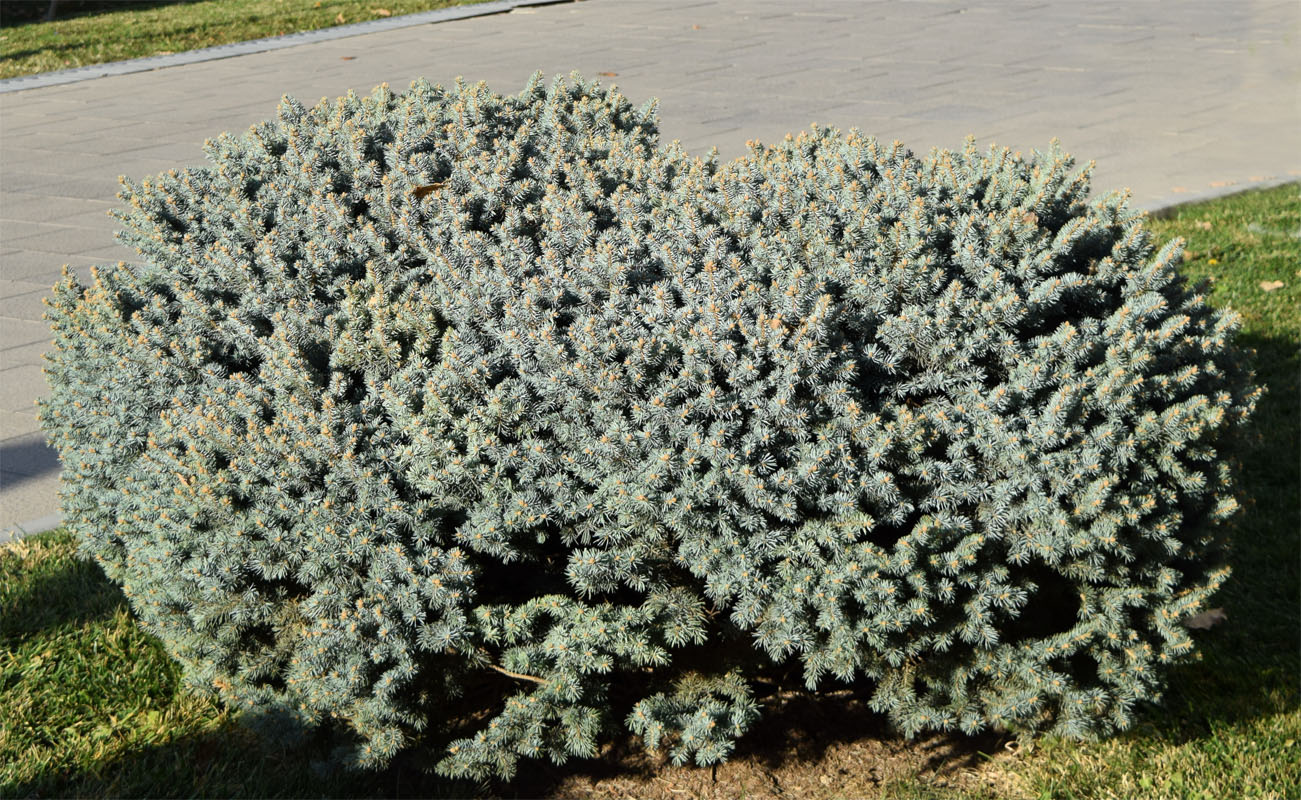 Image of Picea pungens f. glauca specimen.