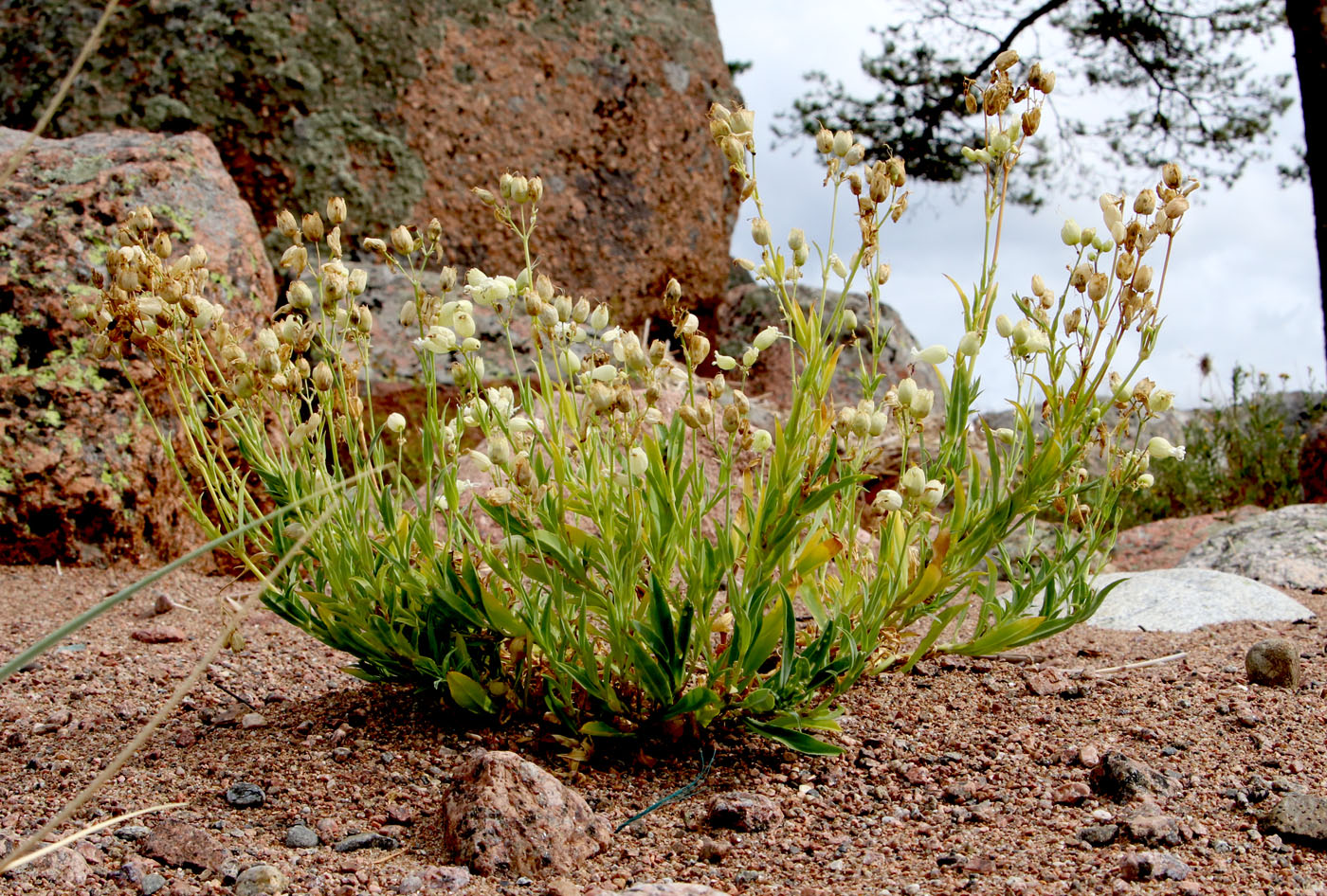 Image of Oberna littoralis specimen.