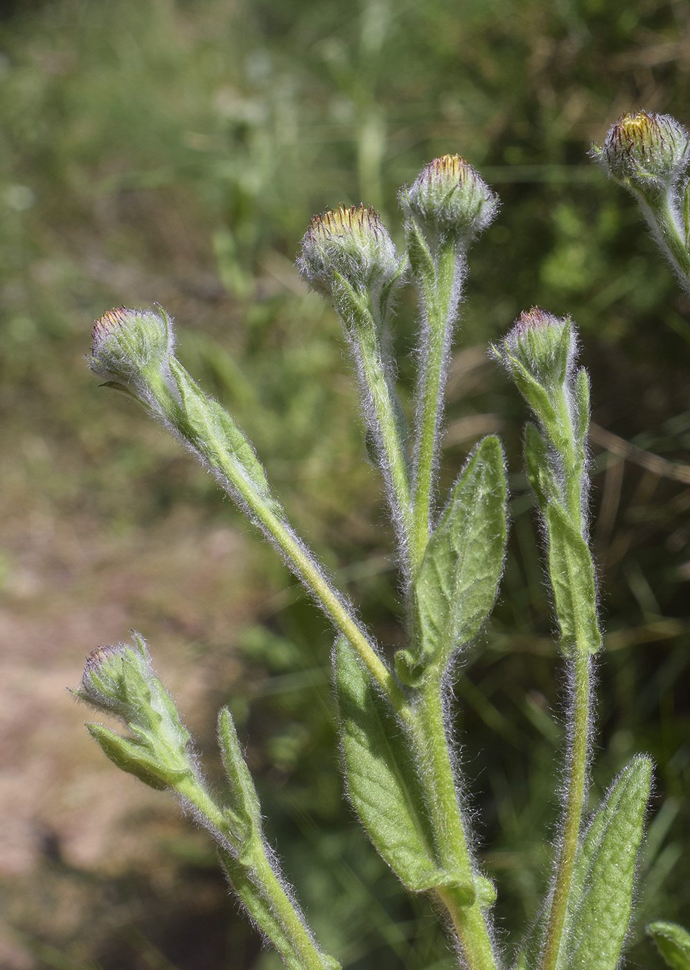 Изображение особи Pulicaria odora.