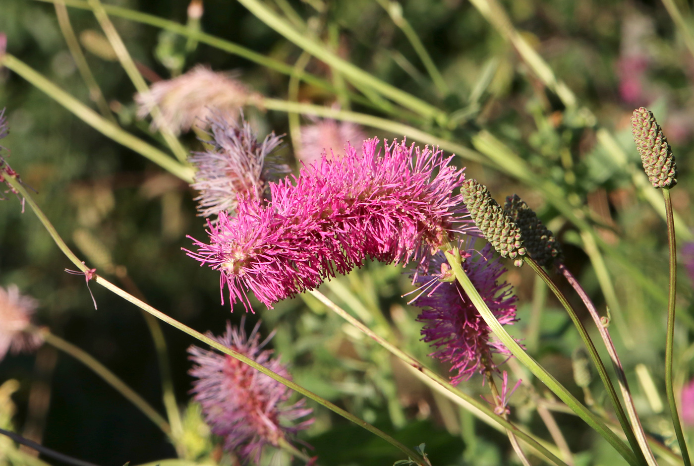 Image of Sanguisorba obtusa specimen.