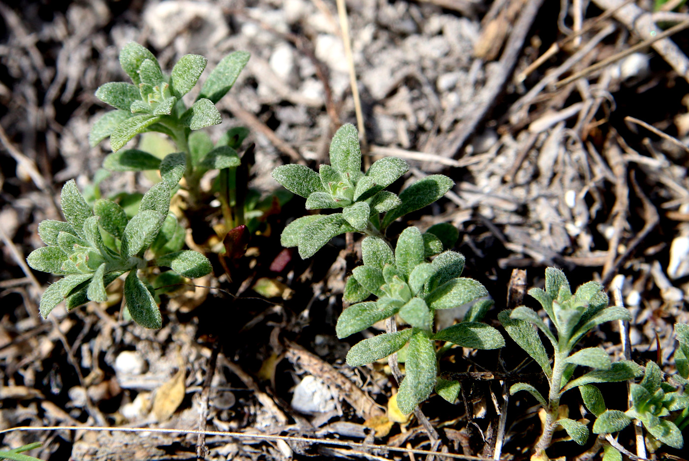 Изображение особи Alyssum alyssoides.