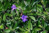 род Ruellia