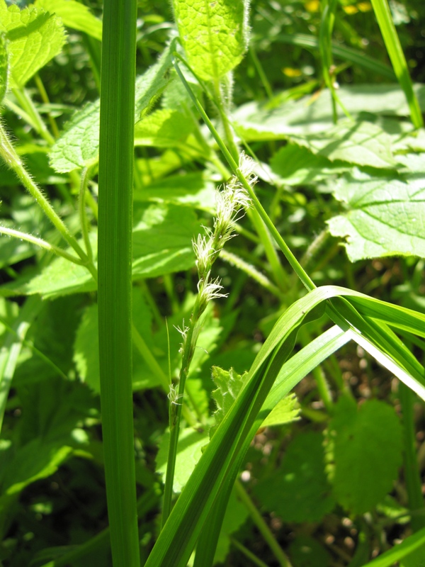 Изображение особи Carex vulpina.