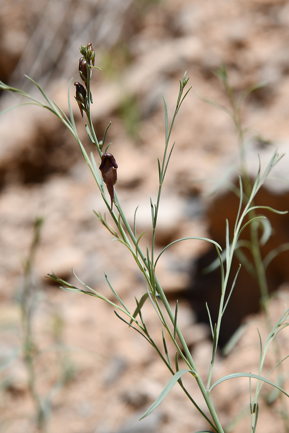 Image of Linaria popovii specimen.