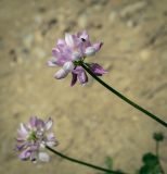 Securigera varia. Соцветие. Абхазия, Гудаутский р-н, окр. с. Лдзаа, разнотравный луг. 12.06.2025.