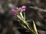 род Dianthus