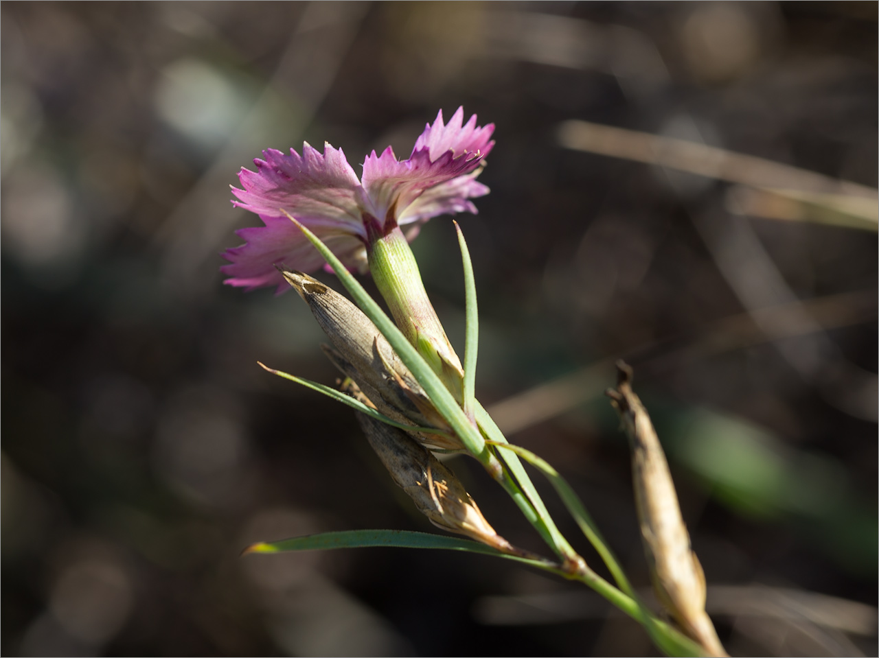 Image of genus Dianthus specimen.