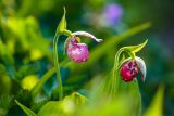 Cypripedium guttatum. Верхушки цветущих побегов. Приморский край, Партизанский р-н, гора Скалистая (Читинза), 1200 м н.у.м., горный луг. 12.06.2025.