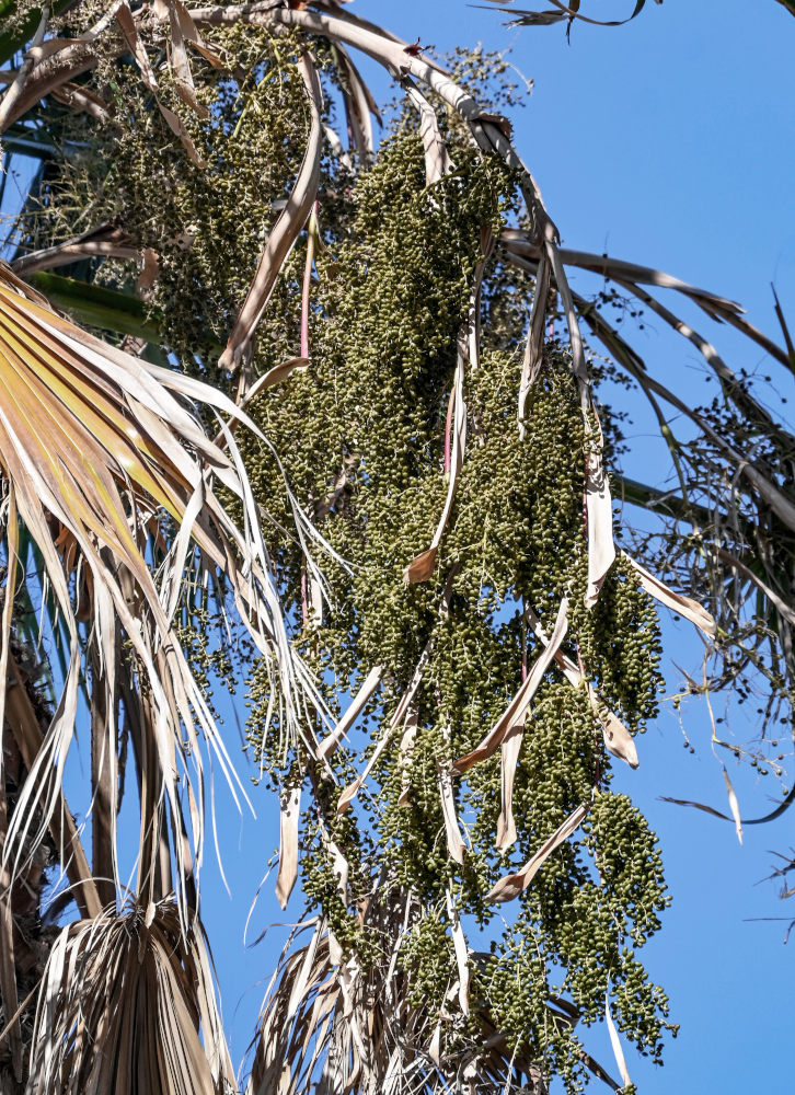 Изображение особи Washingtonia robusta.