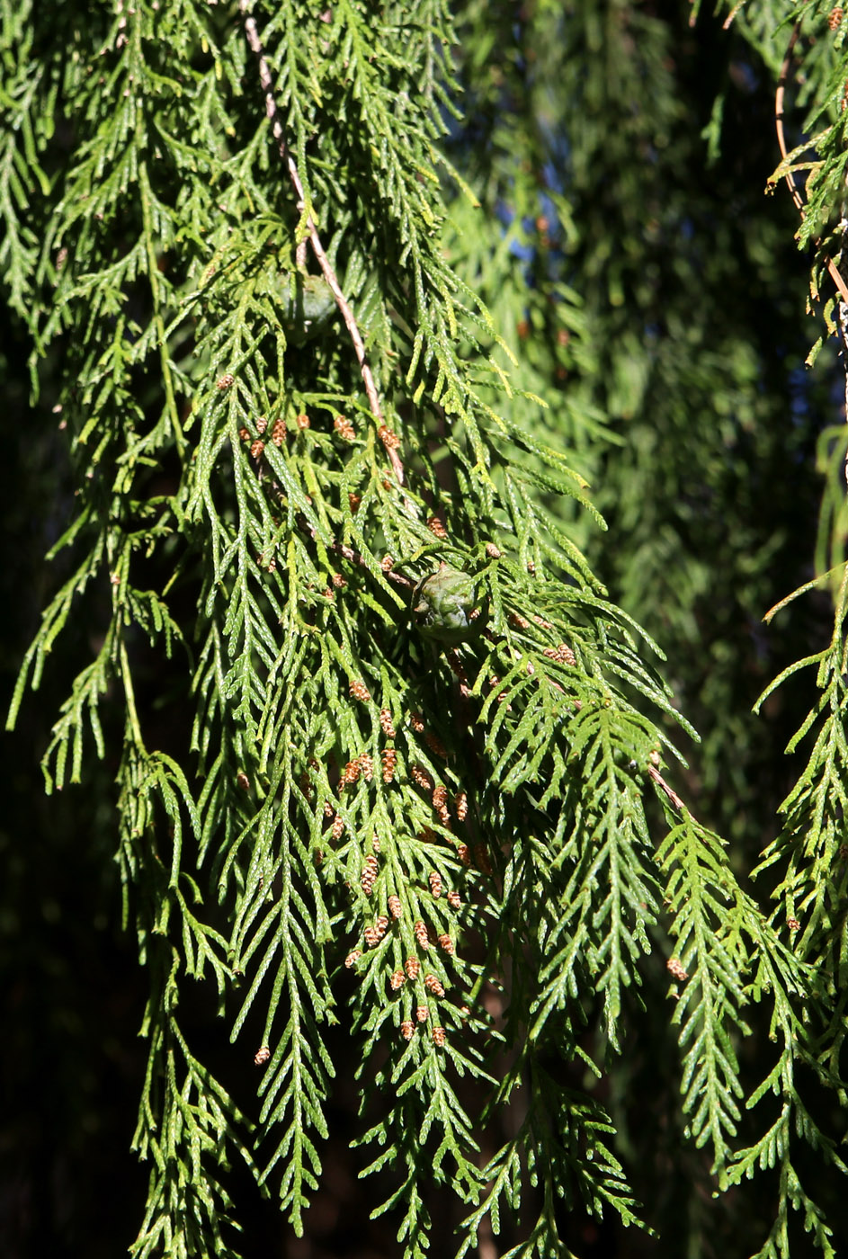 Image of Cupressus funebris specimen.