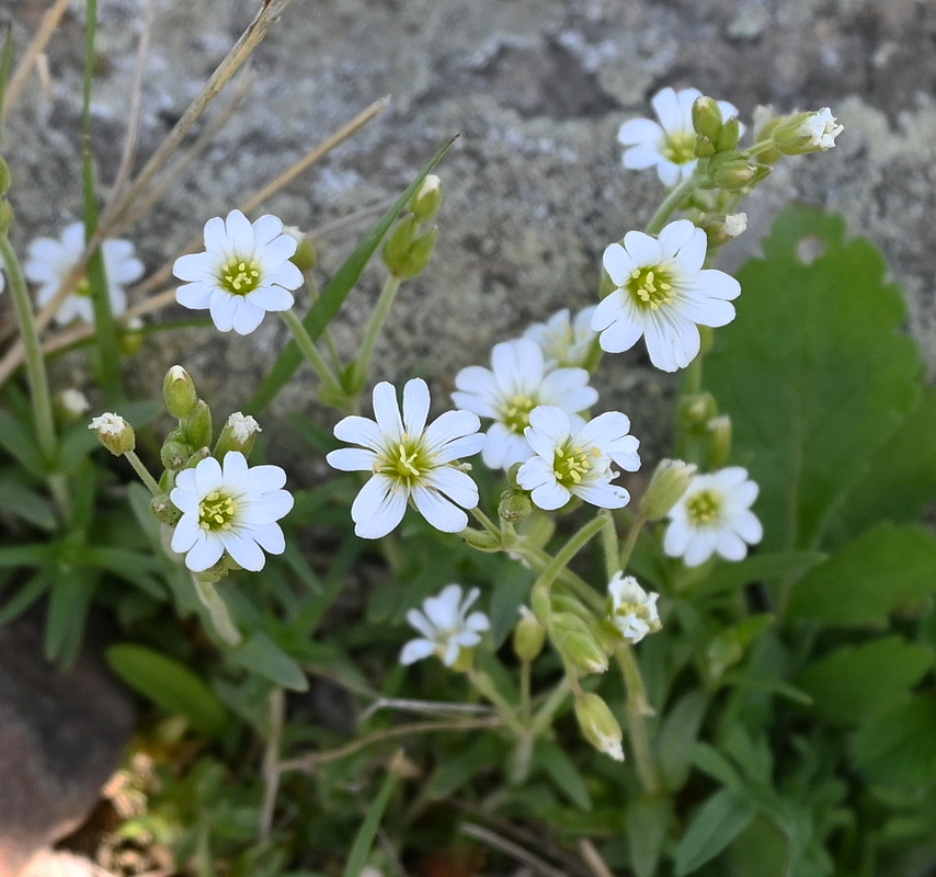 Изображение особи Неопознанный вид.