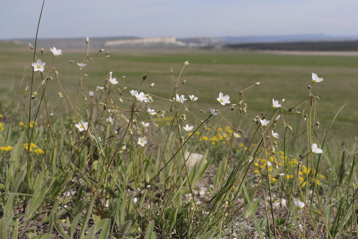 Изображение особи Holosteum glutinosum ssp. liniflorum.