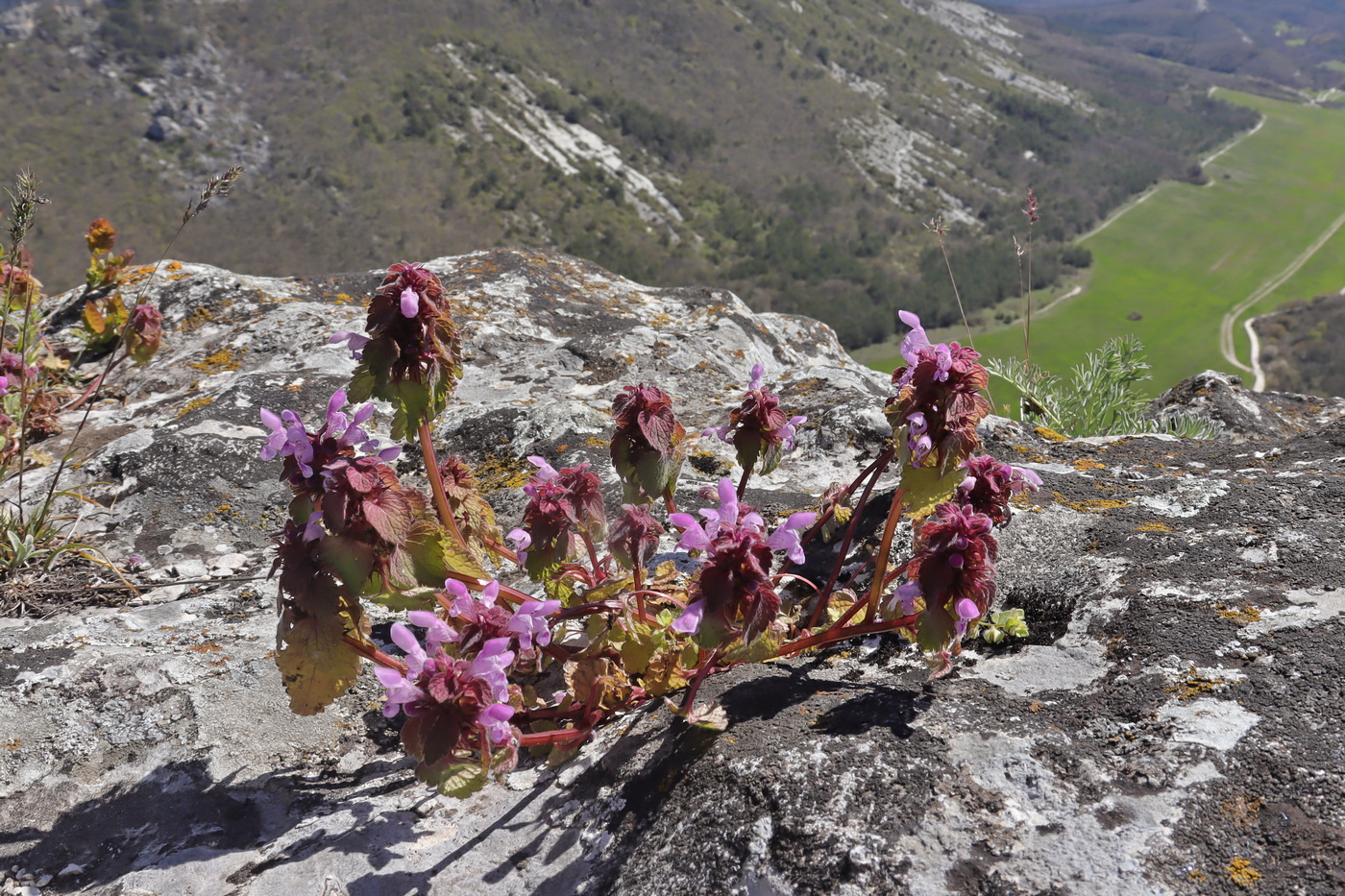 Изображение особи Lamium purpureum.