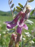 Vicia striata. Соцветие. Крым, Байдарская долина, окр. с. Орлиное. 13.05.2010.