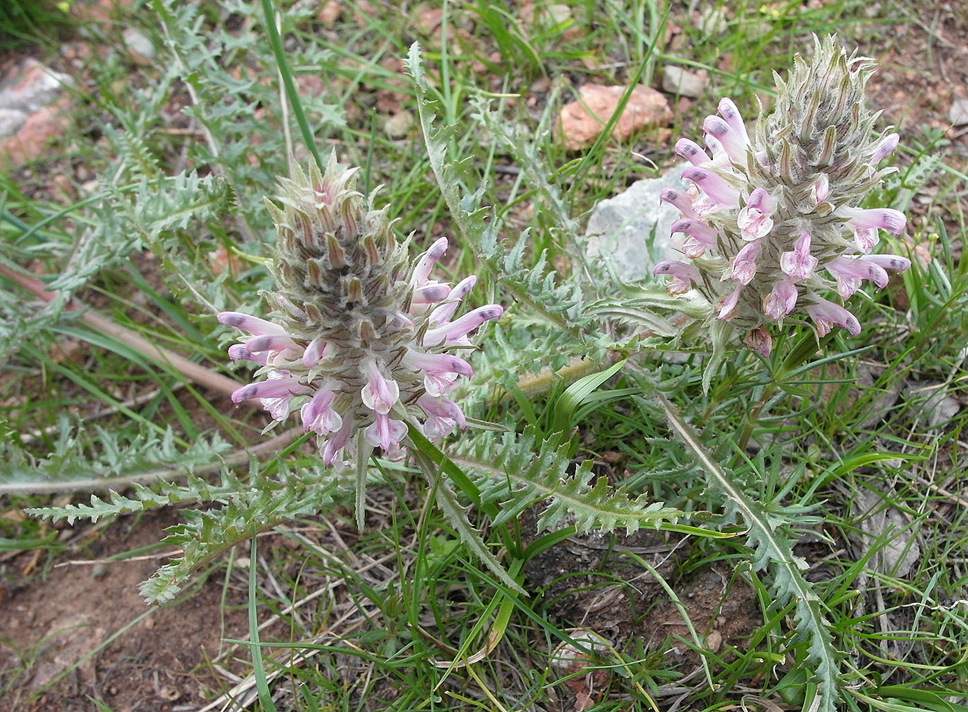 Image of Pedicularis olgae specimen.