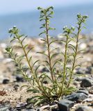 Смотреть изображение Lappula squarrosa