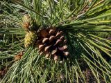 Pinus pallasiana